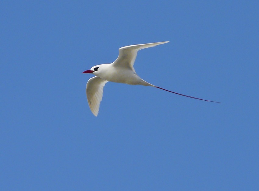 Phaéton à brins rouges - ML511055641