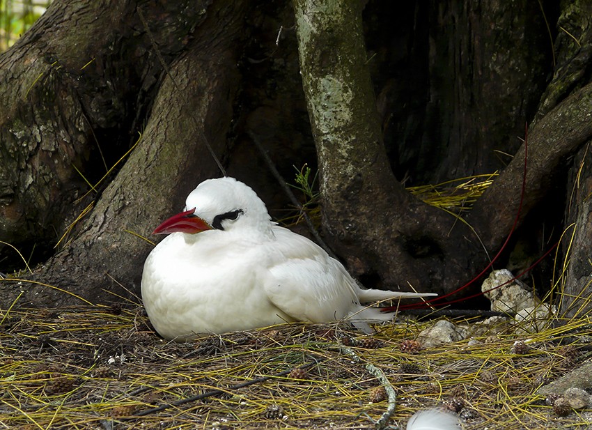 紅尾熱帶鳥 - ML511055651