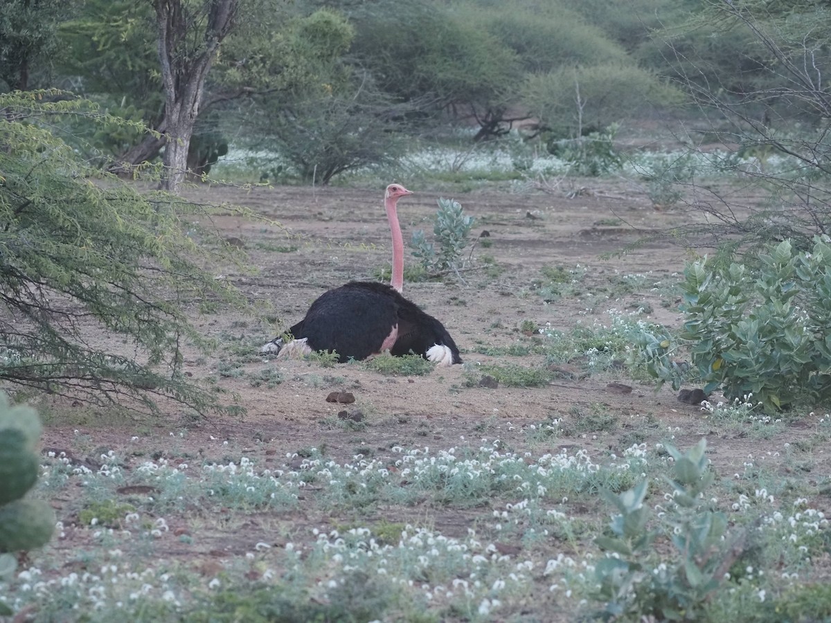 Африканский страус - ML511055781