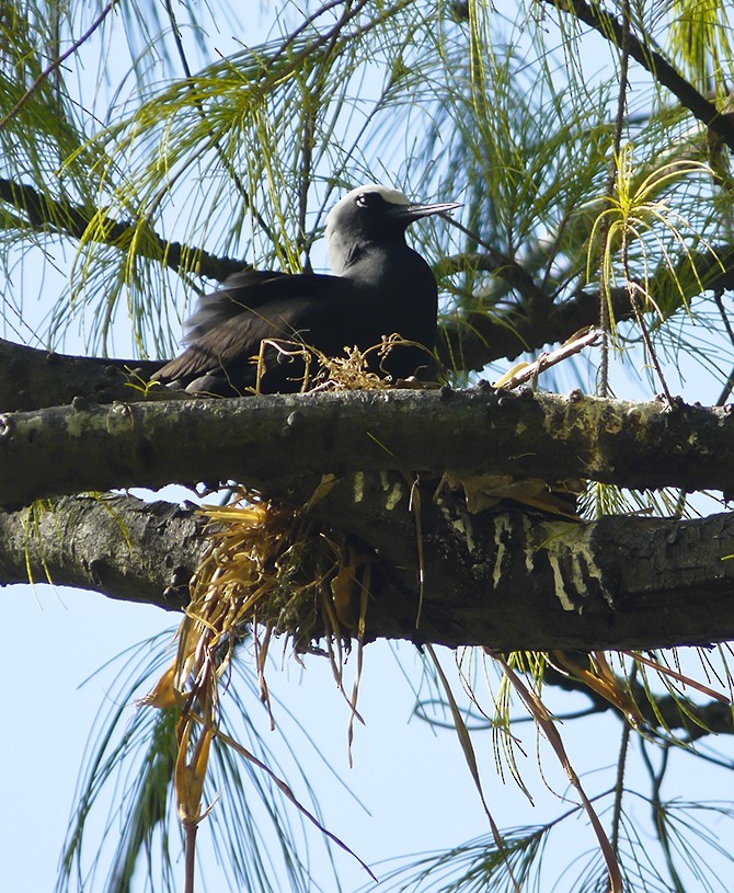 Black Noddy - ML511057721