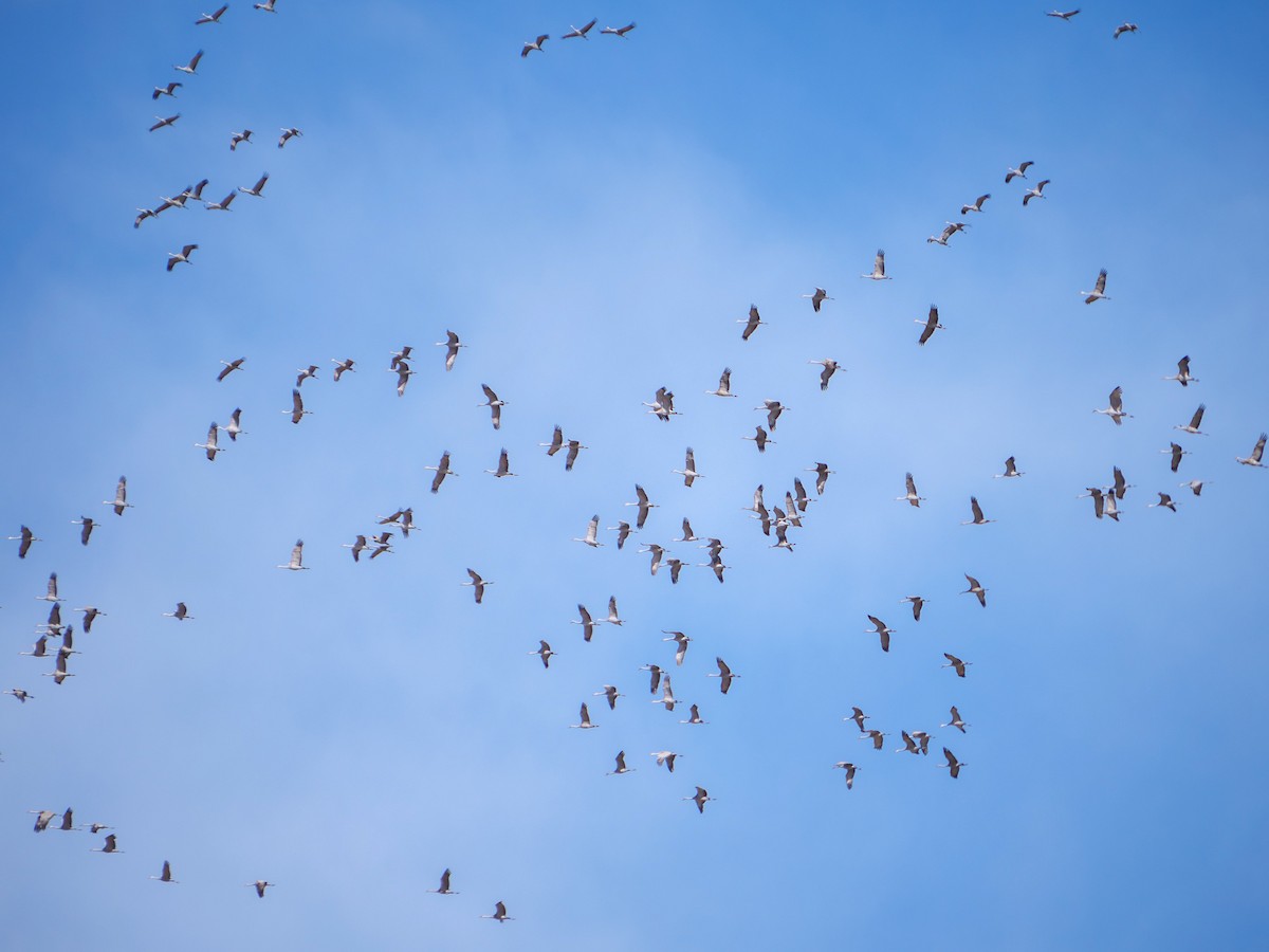 Sandhill Crane - ML511057821