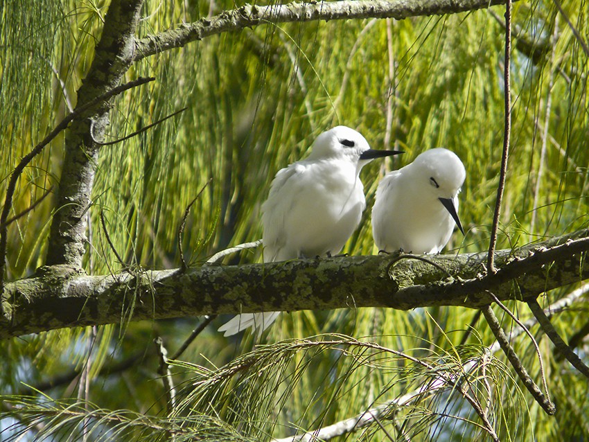 White Tern - ML511057941