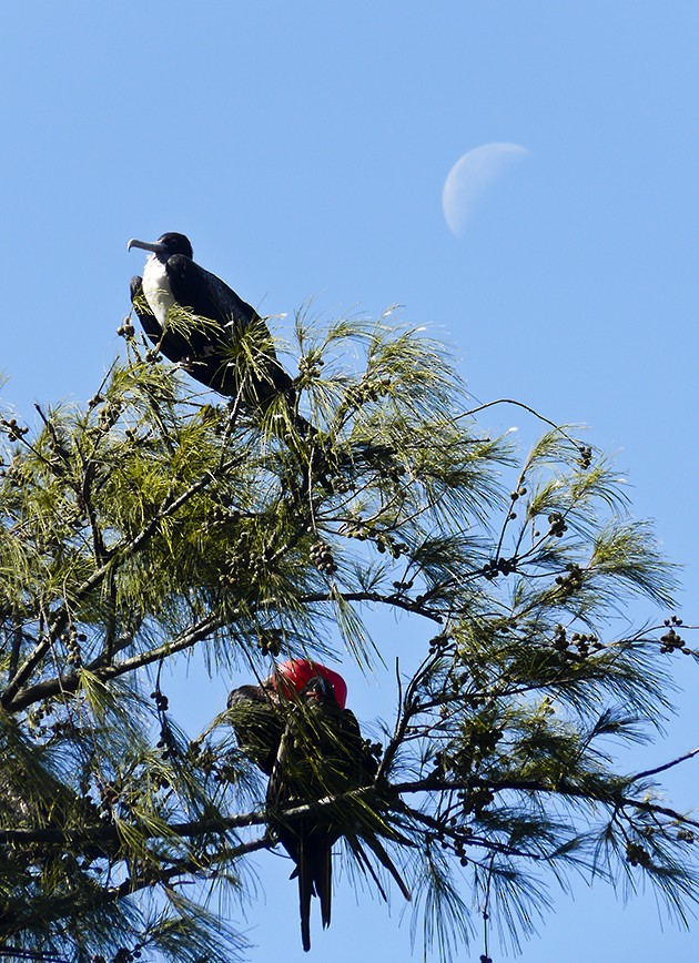 Great Frigatebird - Narca Moore