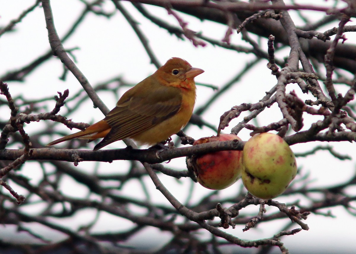 Summer Tanager - ML511058971