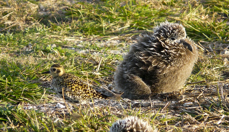 Pacific Golden-Plover - ML511060121