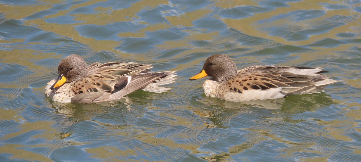 Yellow-billed Teal - Àlex Giménez