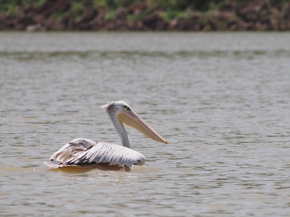 Pink-backed Pelican - ML511060481