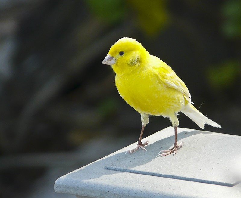 Island Canary (Domestic type) - ML511060601