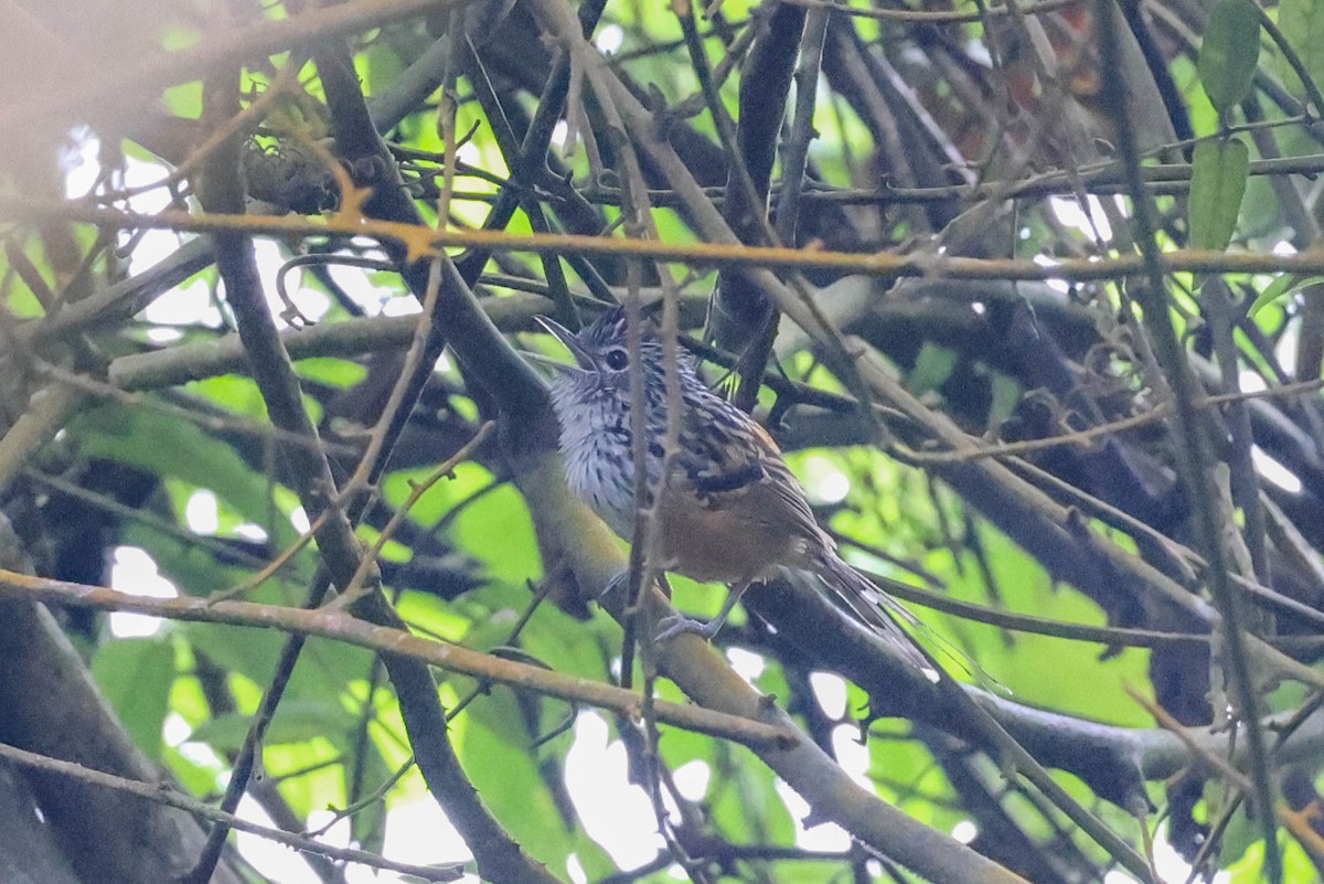 Santa Marta Antbird - Allison Miller