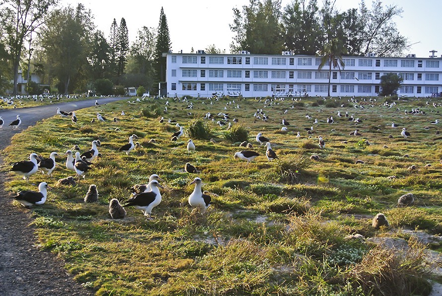 Laysan Albatross - ML511060841