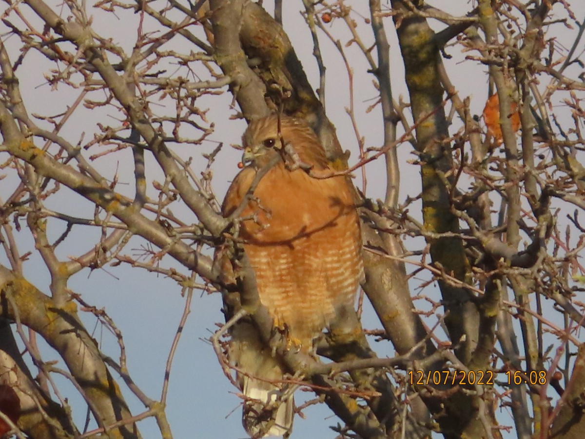 Red-shouldered Hawk - ML511061011