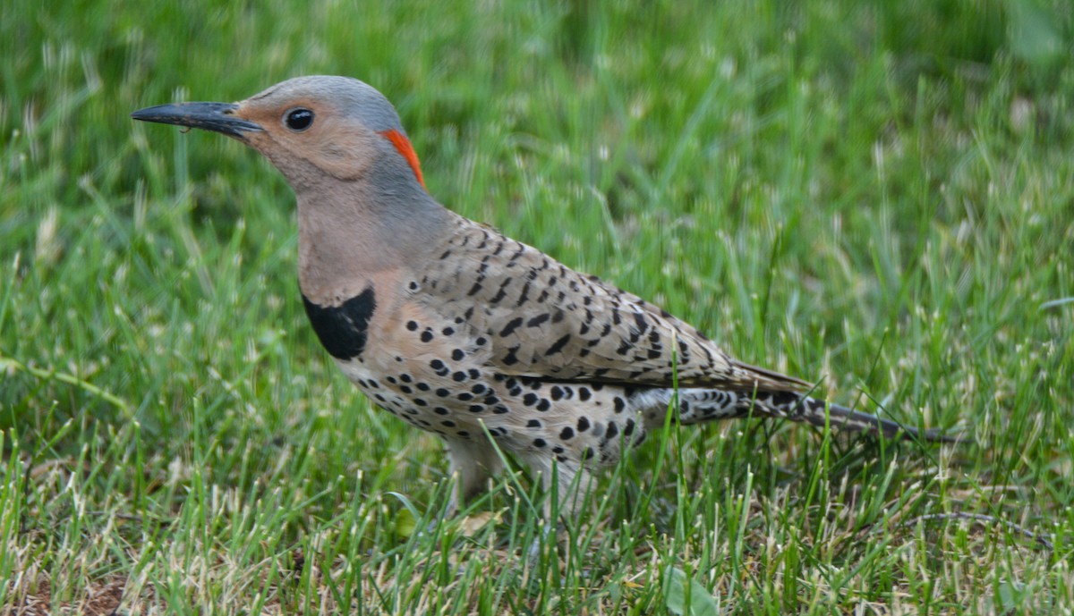 Northern Flicker - ML511062141