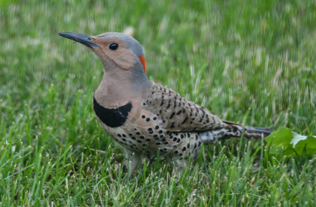 Northern Flicker - ML511062151