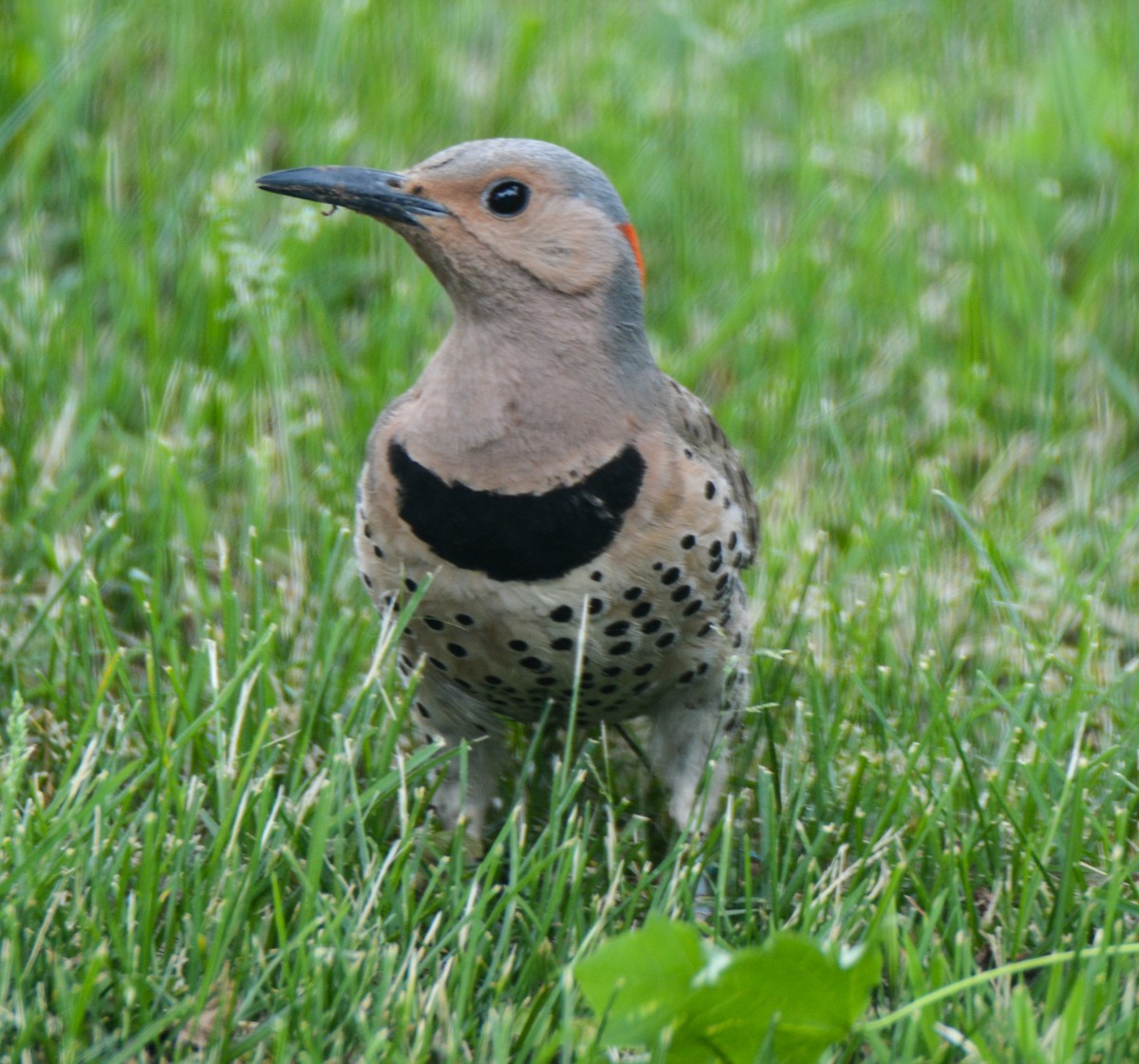 Northern Flicker - ML511062161