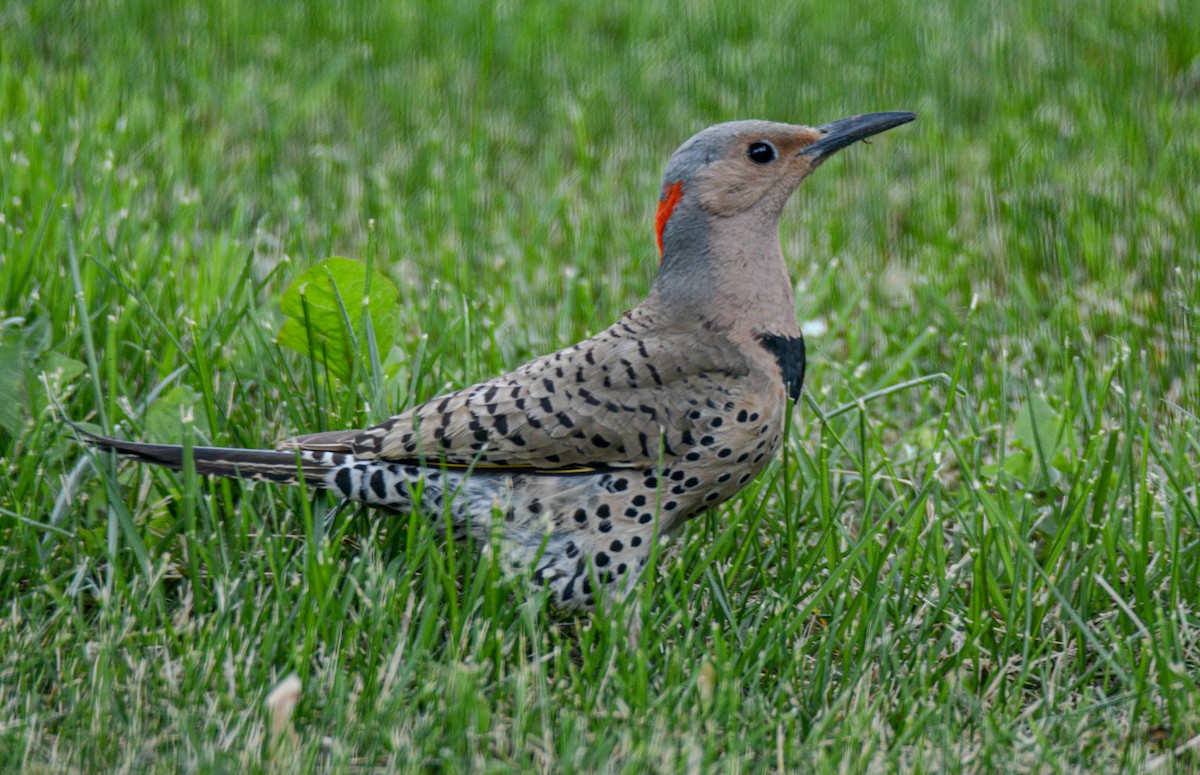 Northern Flicker - ML511062171