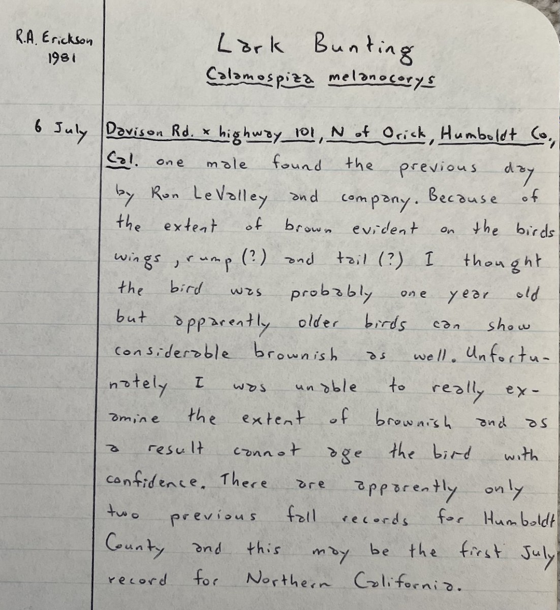 Lark Bunting - ML511063351