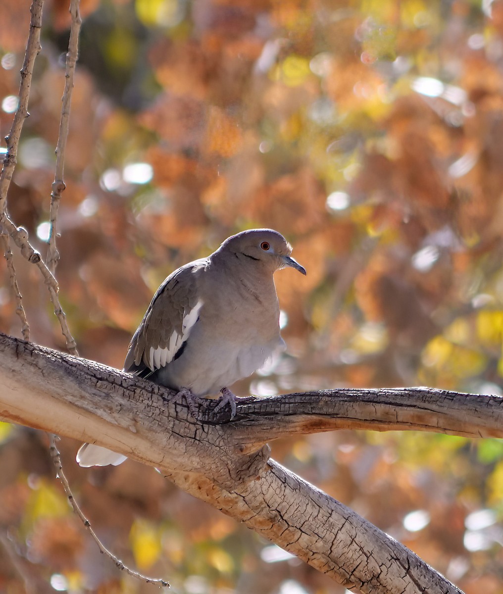 White-winged Dove - ML511063471