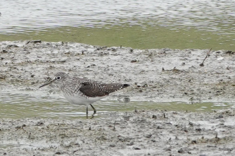 Solitary Sandpiper - ML511063721