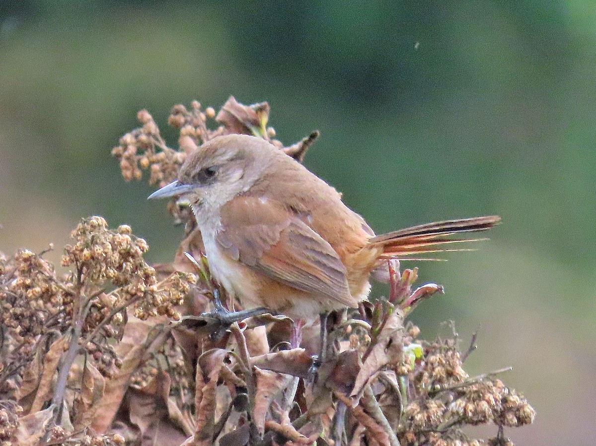 Berlepsch's Canastero - Àlex Giménez