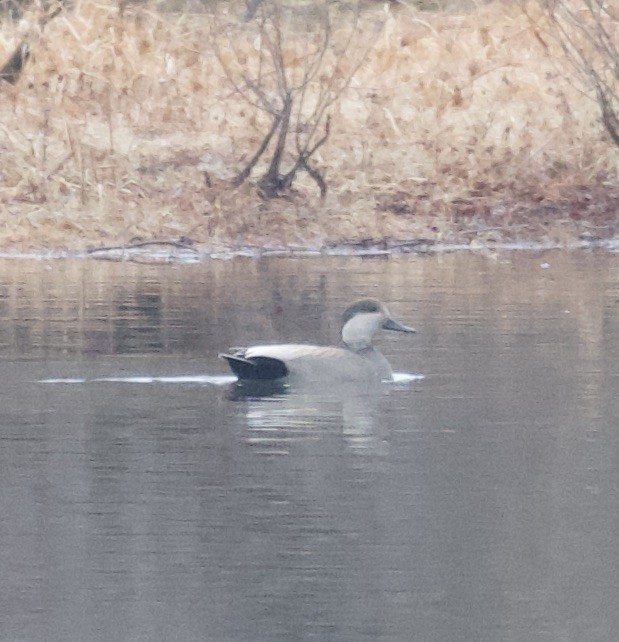 Бор нугас - ML511065161