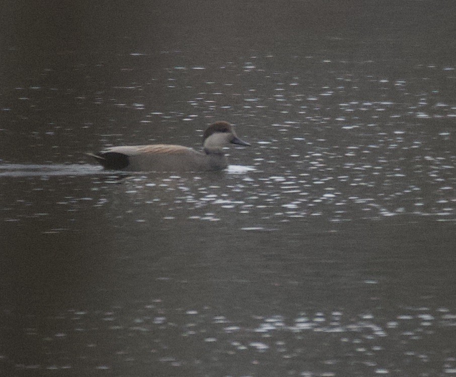 Бор нугас - ML511065171