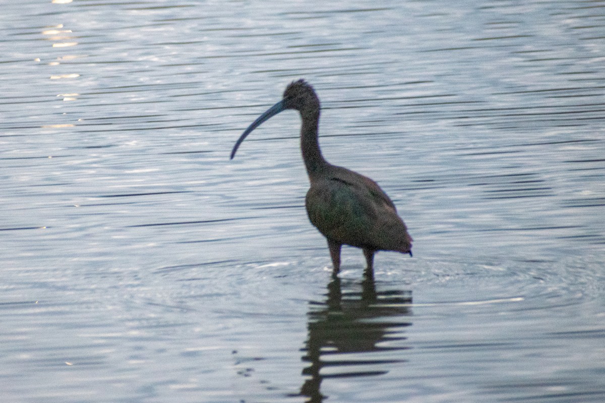 ibis americký - ML511065971