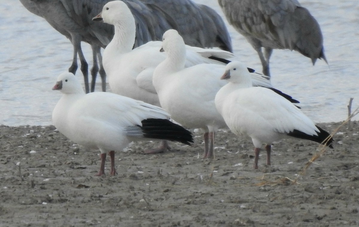 Ross's Goose - Joel Gilb