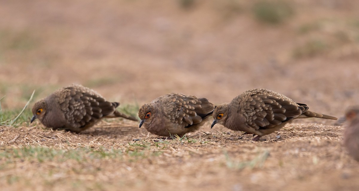 Bare-faced Ground Dove - Jay McGowan