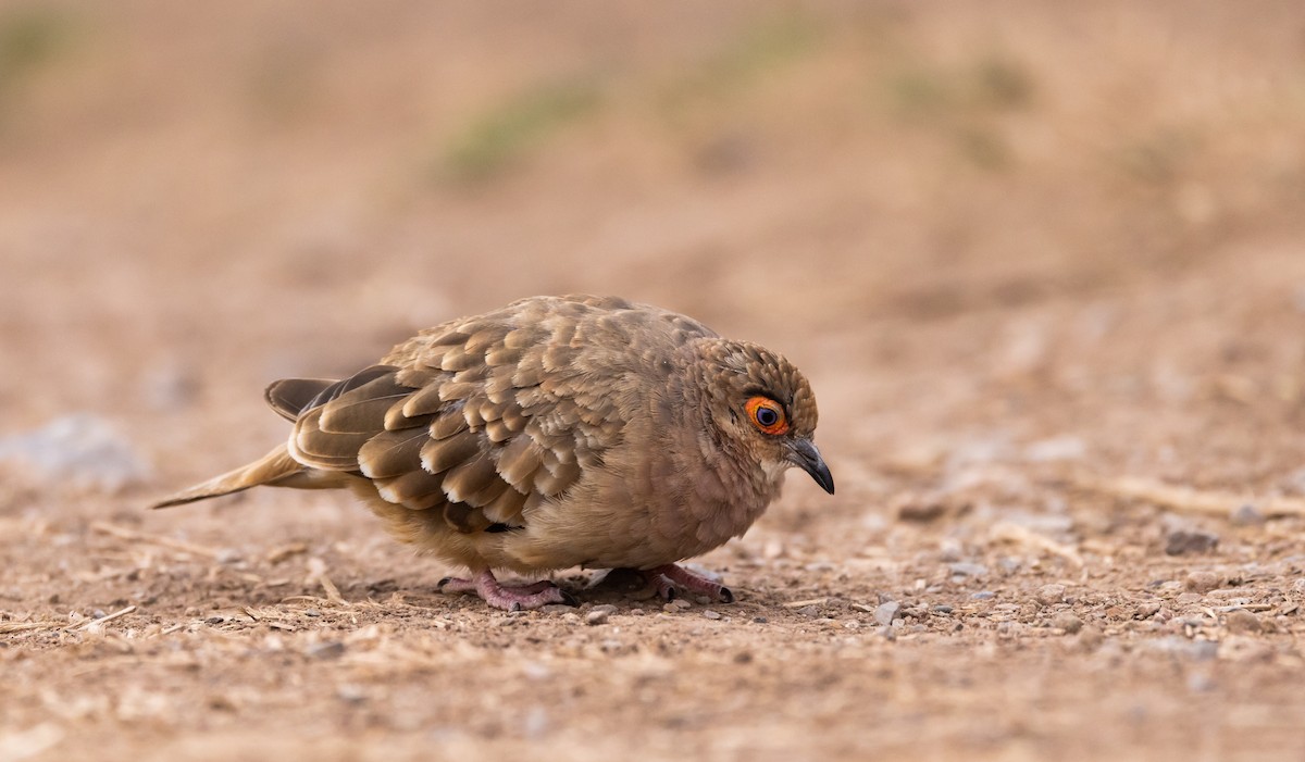 Bare-faced Ground Dove - Jay McGowan