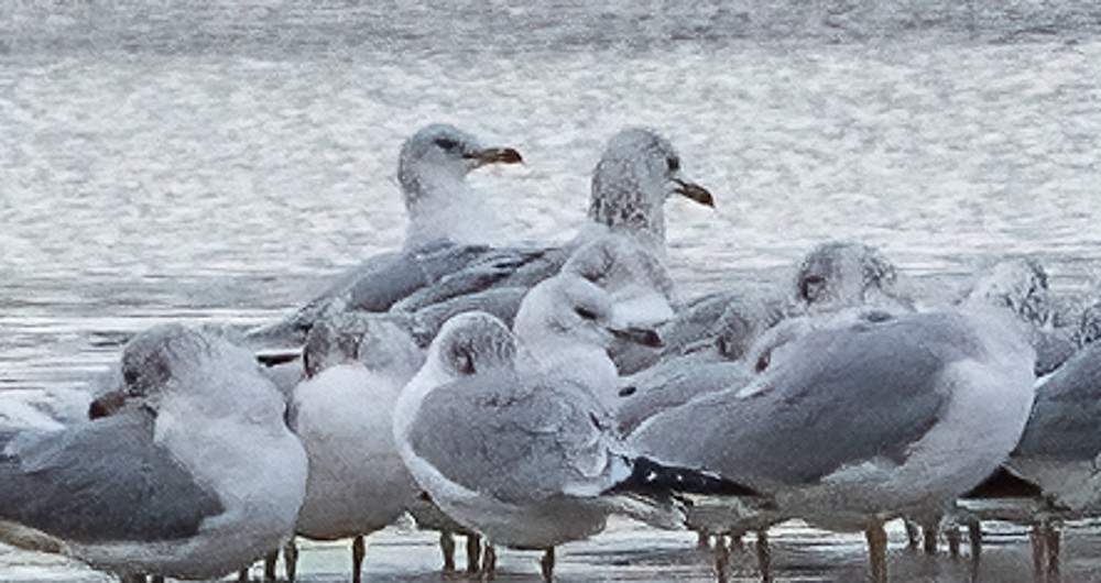 Herring Gull - ML511070891