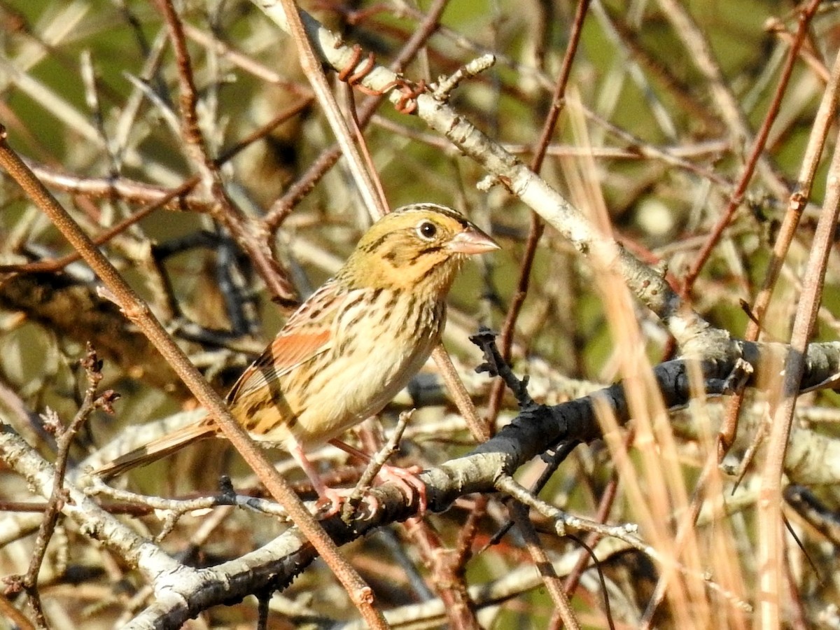 Henslow's Sparrow - ML511072491