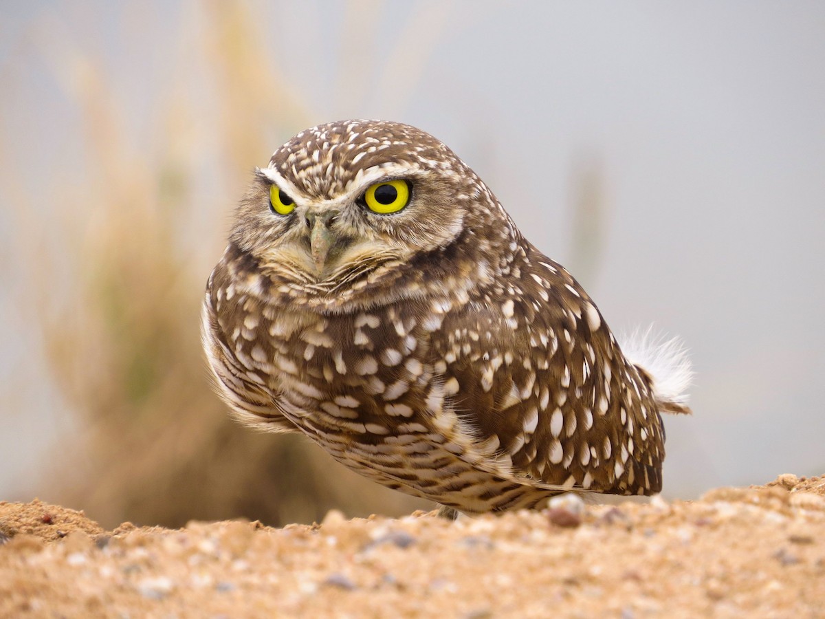 Burrowing Owl - Benjamin Guo