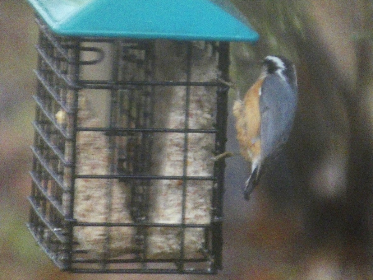 Red-breasted Nuthatch - ML511073391