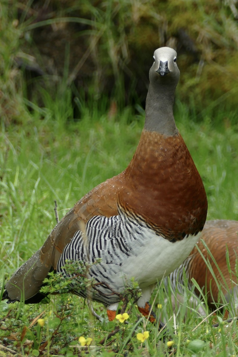 Ashy-headed Goose - ML511073631