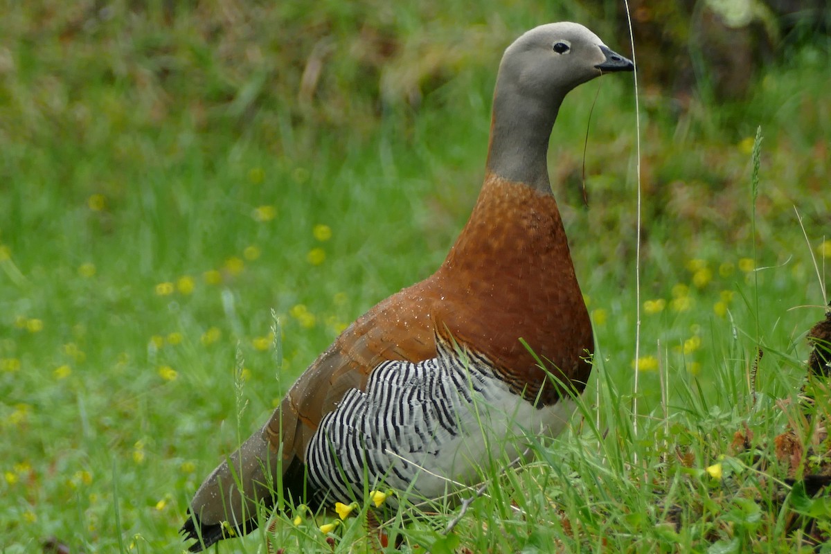 Ashy-headed Goose - ML511073641