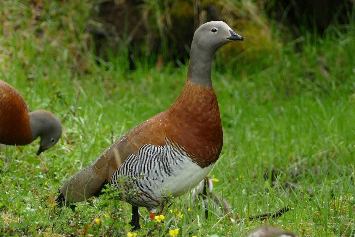 Ashy-headed Goose - ML511073651