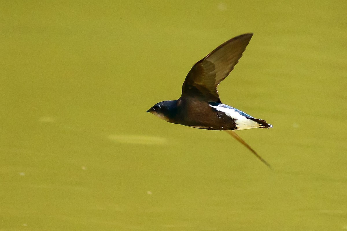 クロビタイハリオアマツバメ - ML511073841