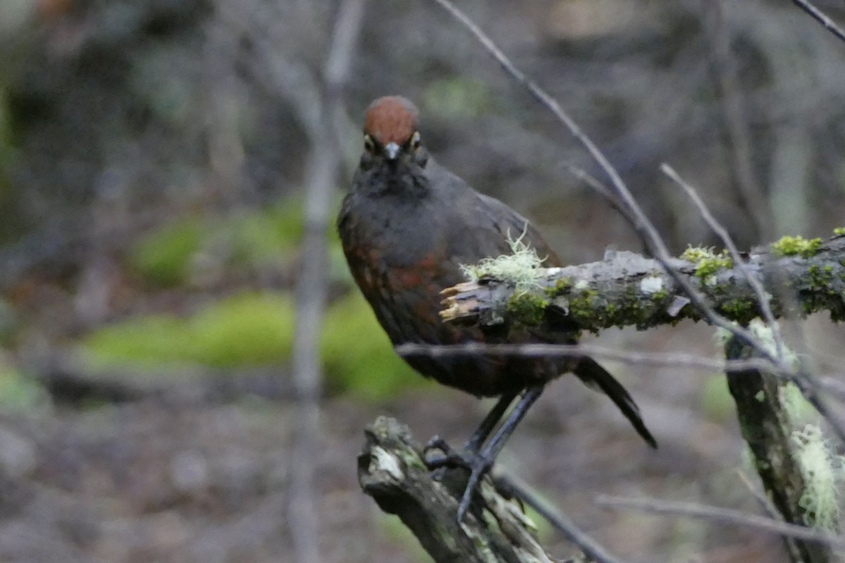 Schwarzkehltapaculo - ML511073911