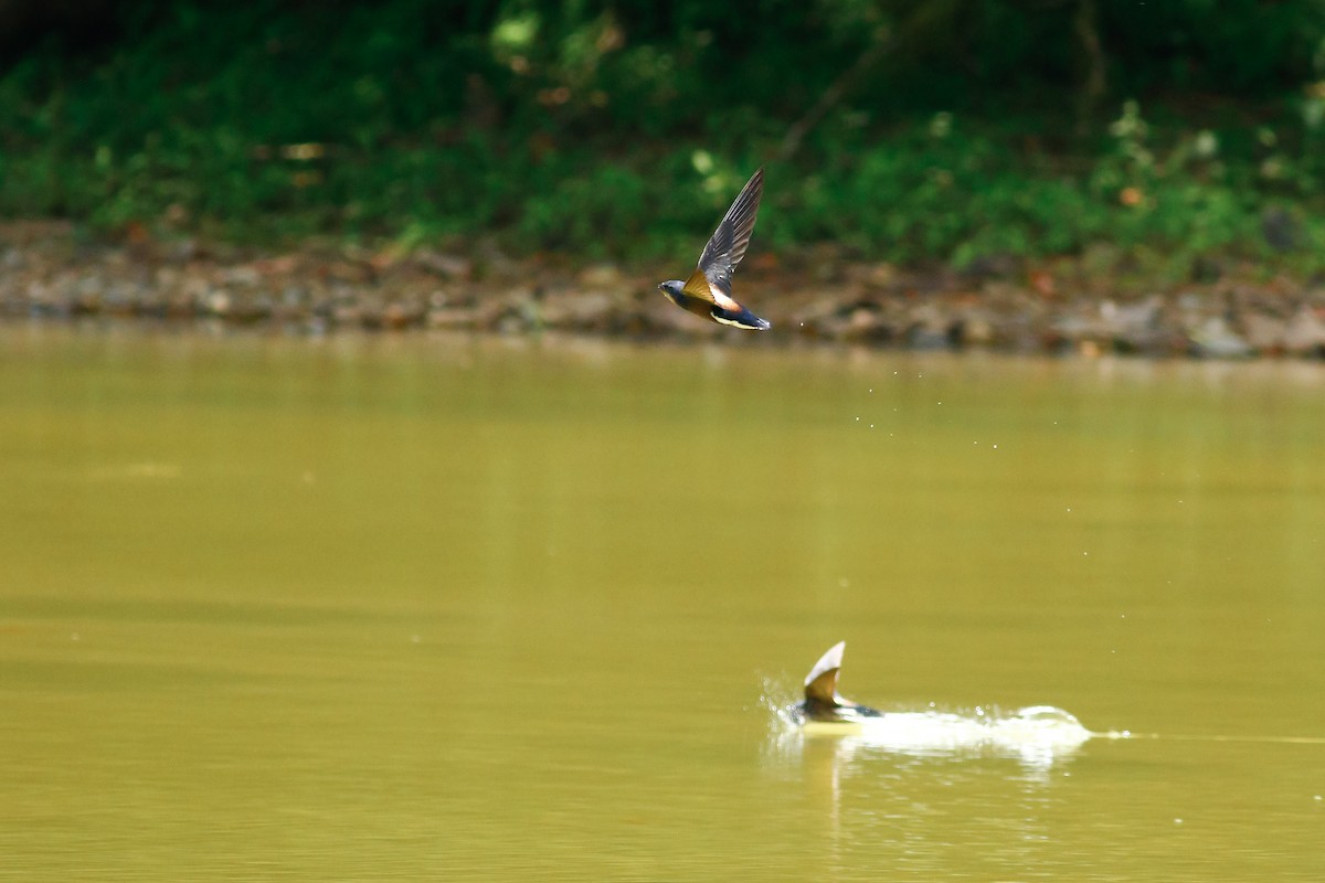 Silver-backed Needletail - ML511073971