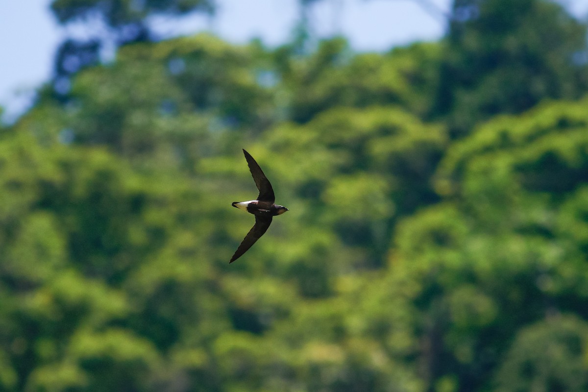 Silver-backed Needletail - ML511073991