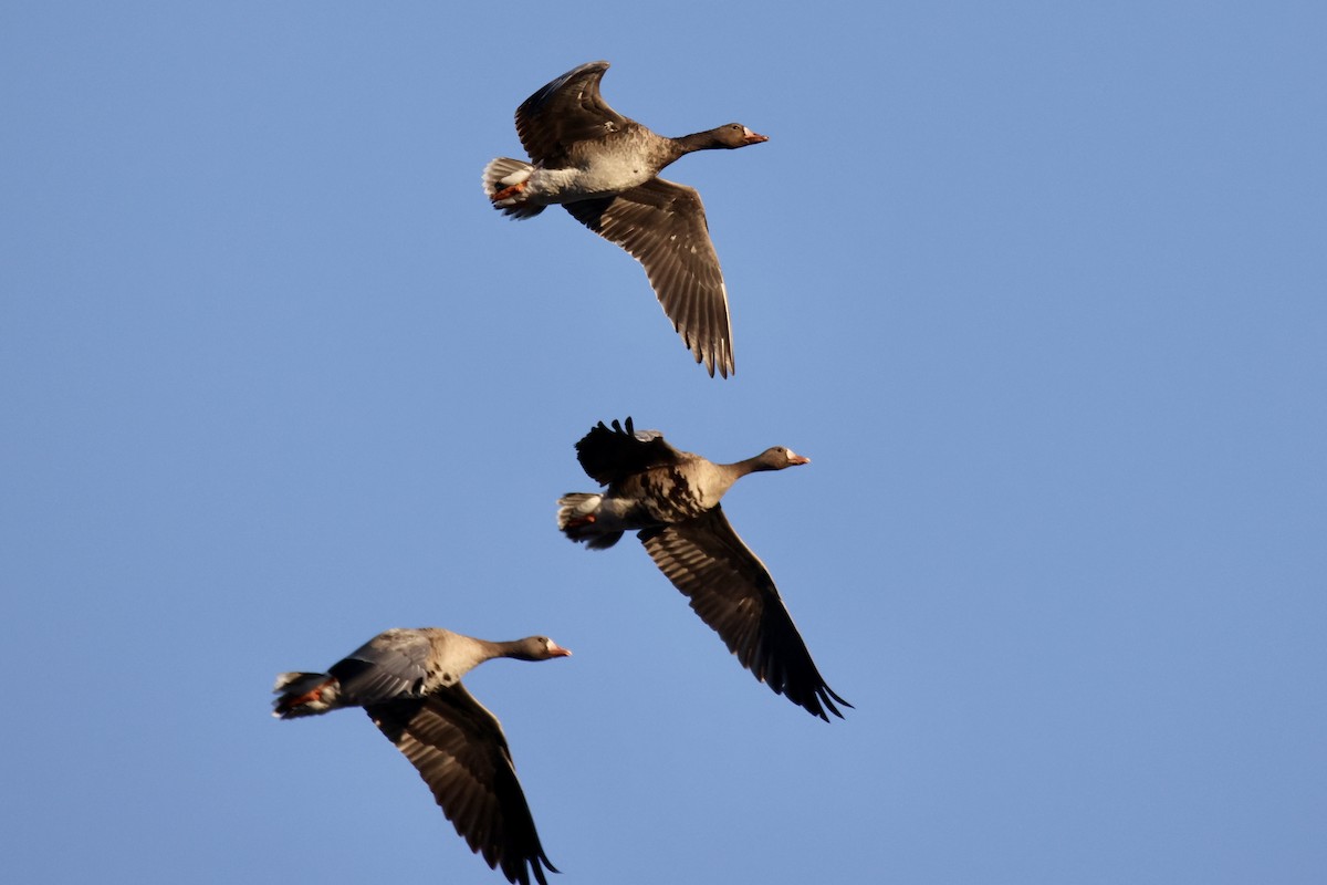 Greater White-fronted Goose - ML511074061