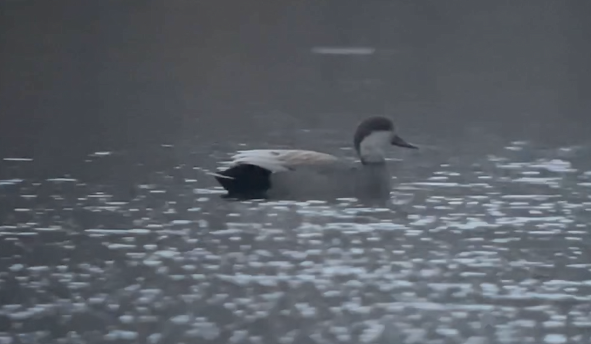 Бор нугас - ML511074211