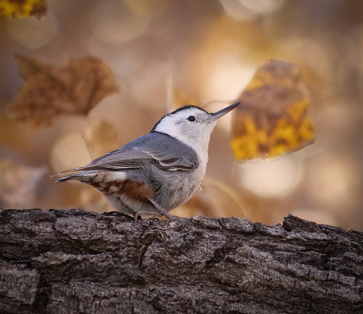 White-breasted Nuthatch - Marisa Hernandez