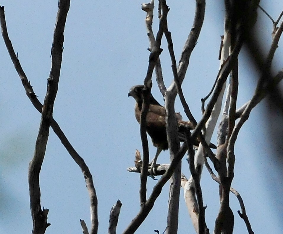 Brown Falcon - ML511075511