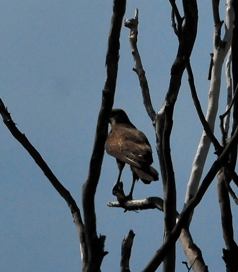 Brown Falcon - ML511075691