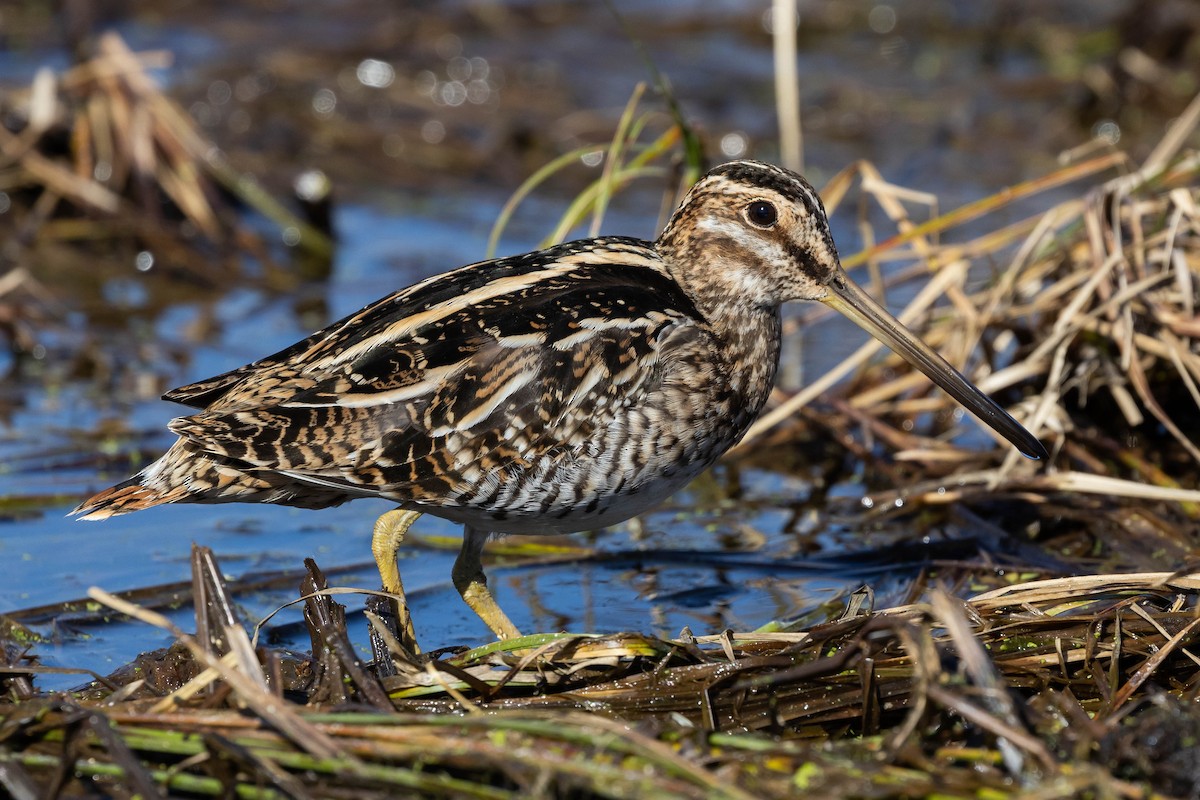 Wilson's Snipe - Alex Lamoreaux