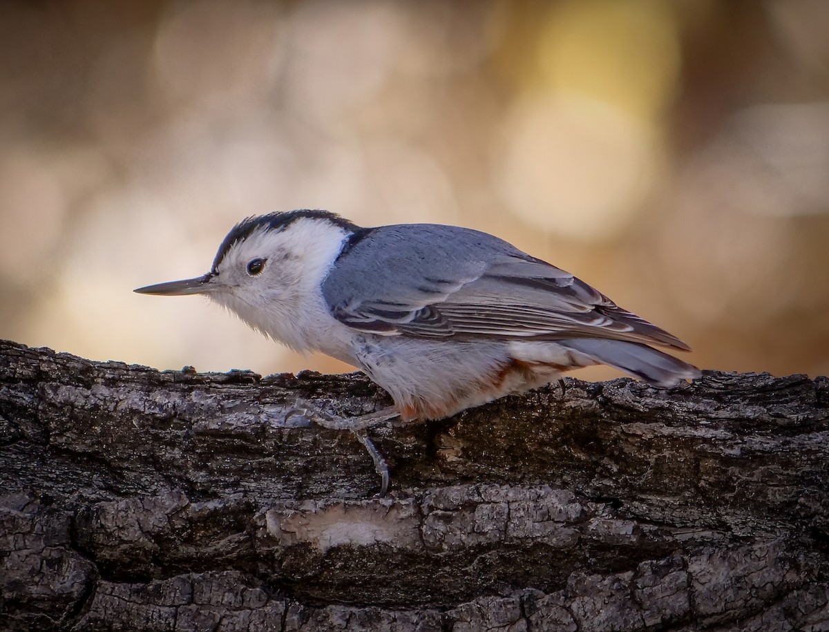 White-breasted Nuthatch - Marisa Hernandez