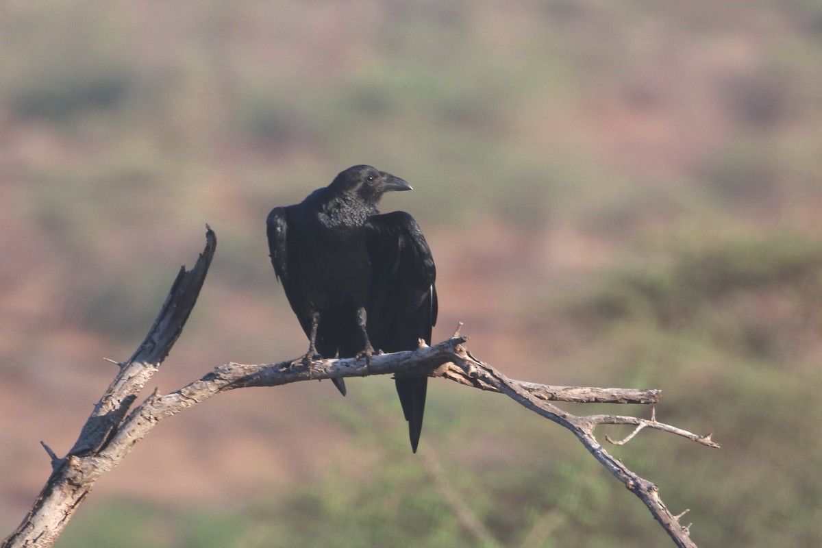 Fan-tailed Raven - ML511076281