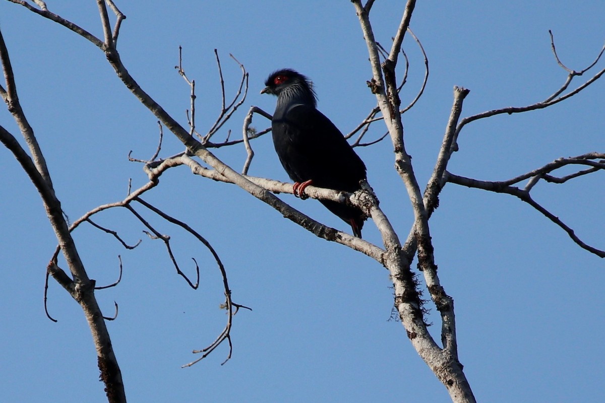 Madagascar Blue-Pigeon - ML511076571