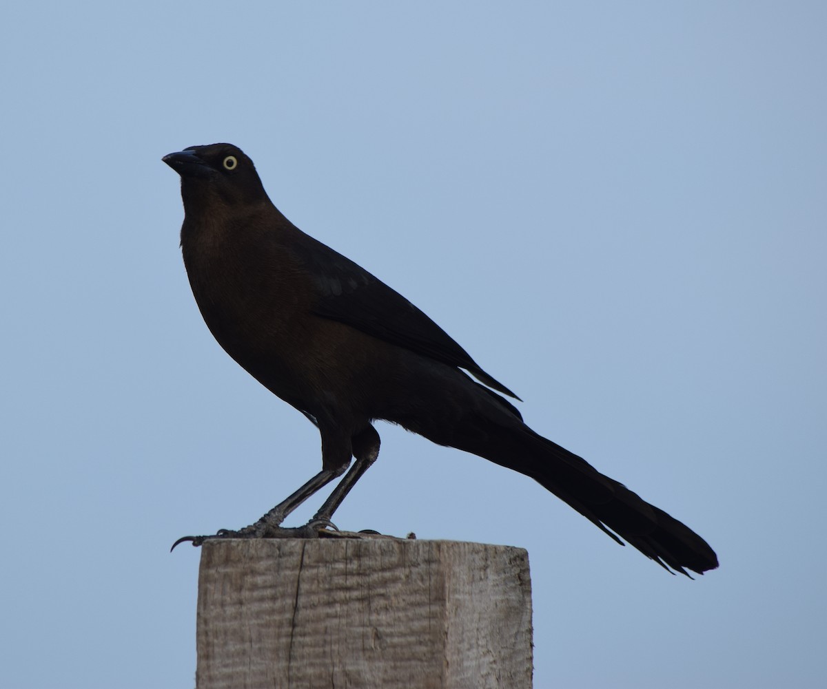 Great-tailed Grackle - ML511076981